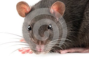 Grey rat closeup