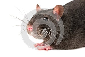 Grey rat closeup