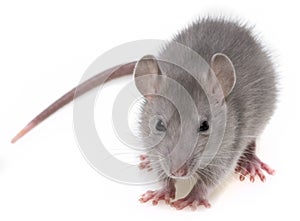 A grey rat