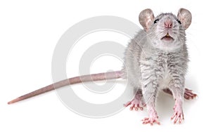 Grey rat photo