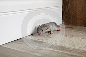 Grey rat near wall on floor. Pest control