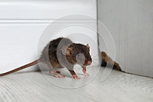 Grey rat near wooden wall on floor. Pest control