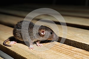 Grey rat on planks. Pest control