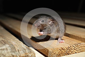 Grey rat on planks. Pest control