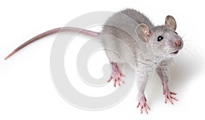 Grey rat