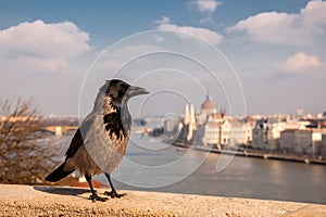 Grey Raven on the background of the Hungarian Parliament, Budapest, Hungary