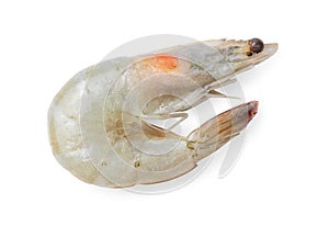 Grey raw shrimp prawn isolated on white with head