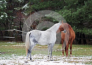Grey and red horses on a glade
