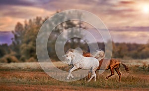 Grey and red stallions running