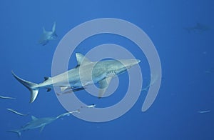 Grey reef shark