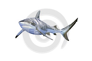 Grey Reef Shark photo