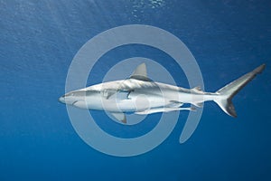 Grey Reef Shark