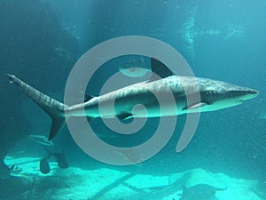 Grey Reef Shark