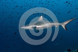 Grey reef shark Carcharhinus amblyrhynchos