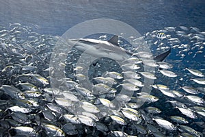 Grey Reef Shark, Carcharhinus amblyrhynchos