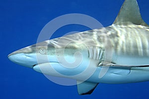 Grey Reef Shark, Carcharhinus amblyrhynchos