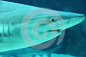 Grey reef shark (Carcharhinus amblyrhynchos) head shot