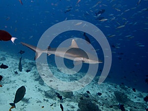 Grey Reef Shark