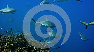 grey reef shark hang in the current wait for little wrasse pick their teeth clean