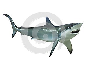 Grey reef shark, isolated