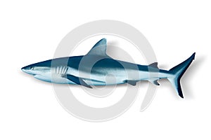 Grey Reef Shark isolated on white background