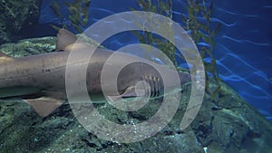 Grey reef shark with a large jaw and strong fins hunts near the rocks. Predator in underwater environment