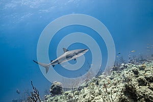 Grey reef shark in ocean