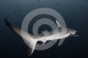 Grey Reef Shark in the Republic of Palau