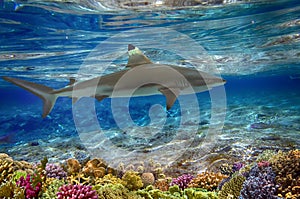 Grey reef shark swimming among coral reef in the wild