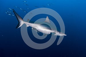 Grey Reef Shark