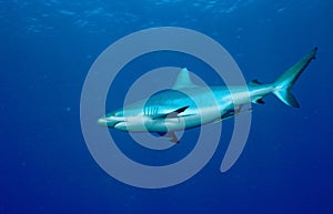 Grey Reefshark photo