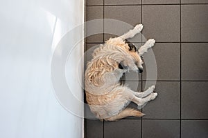 Grey rescue generic mid size dog lying on the tile floor top view from balcony