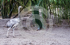 Grey rhea walking in the sand, big flightless bird from America, Near threatened animal specie