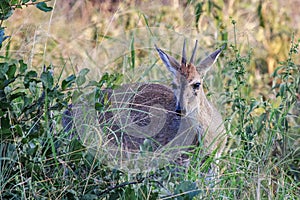 Grey Rhebok