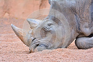 Grey rhino lying on sand