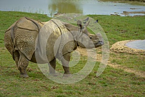 Grey Rhinoceros without Hornes