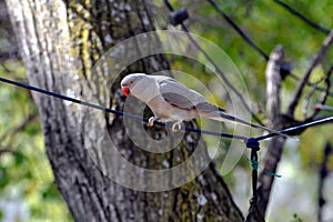 Grey Ringneck Parakeet