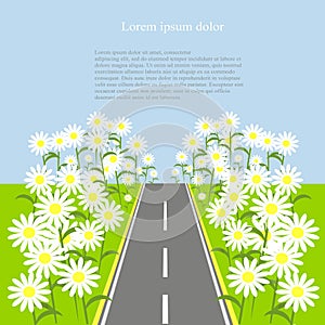 Grey road with white daisies on the green roadside, blue sky, background, vector