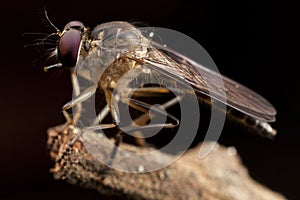 Grey Robber Flies