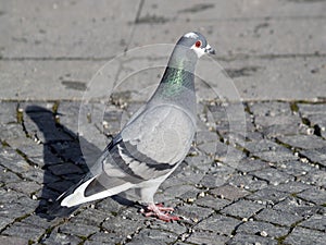Grey Rock Dove or Common Pigeon