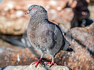 Grey rock dove is sitting on the stone and looking at camera. Close-up, portrait