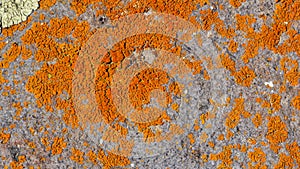 Grey rock stone with mostly orange lichens, closeup texture background, selective focus, shallow DOF