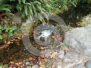 Grey rocks, green plants, and waterfall in stream