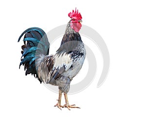 Grey Rooster