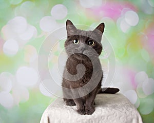 Grey Russian Blue Breed Cat Sitting Portrait