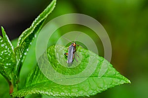 Grey sailor beetle crawls on a leaf