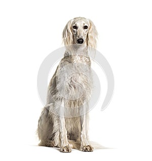 Grey Saluki dog facing the camera, sitting, isolated