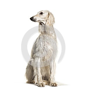 Grey Saluki dog sitting and looking away, isolated photo