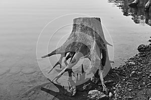 Grey-scale shot showing exposed stump showing its roots on the shores of Lake Allatoona in the Wintertime after drainage photo