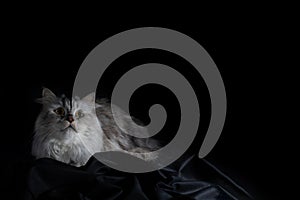 Grey scottish cat on black background. Copy space. Dark mood.